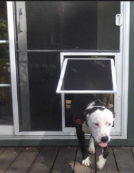 Pet Door
